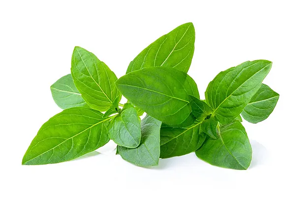 BASIL