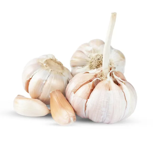 GARLIC